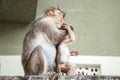 Bonnet macaques mother and baby playing Royalty Free Stock Photo