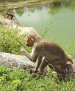 Bonnet Macaques