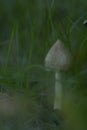 Bonnet mushroom, most likely yellow or eggyolk fieldcap (Bolbitius titubans), growing up in grassy meadow