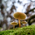 Bonnet Mushroom Mycena