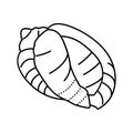 bonnet sea shell beach line icon vector illustration