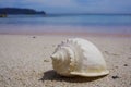 Bonnet white seashell on sandy beach