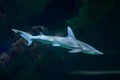 Bonnethead shark Sphyrna tiburo Royalty Free Stock Photo