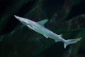 Bonnethead shark Sphyrna tiburo