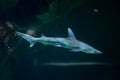 Bonnethead shark Sphyrna tiburo