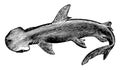 Bonnethead Shark, vintage illustration