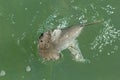 Bonnethead Shark