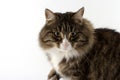 Bonnie the cat... Royalty Free Stock Photo