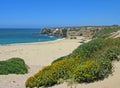 Bonny Doon Beach with wildflowers, California Royalty Free Stock Photo