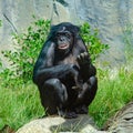 A Bonoba great ape, one of the most peaceful of the ape family Royalty Free Stock Photo