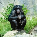 A Bonoba great ape, one of the most peaceful of the ape family Royalty Free Stock Photo