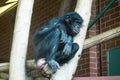 Bonobo Royalty Free Stock Photo