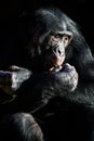 Bonobo Chimp Light & Shadow