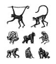 Bonobo or chimpanzee, Western gorilla , Orangutan in vintage style. Colombian capuchin Proboscis monkey. Spider monkey