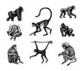 Bonobo or chimpanzee, Western gorilla , Orangutan in vintage style. Colombian capuchin Proboscis monkey. Spider monkey Royalty Free Stock Photo