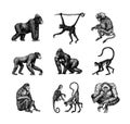 Bonobo or chimpanzee, Western gorilla , Orangutan in vintage style. Colombian capuchin Proboscis monkey. Spider monkey