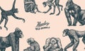 Bonobo or chimpanzee, Western gorilla , Orangutan. Vintage poster or banner. Colombian capuchin Proboscis monkey. Spider Royalty Free Stock Photo