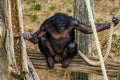 Bonobo in closeup showing its genitals, human ape, pygmy chimpanzee, Endangered animal specie from Africa