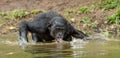 Bonobo drink water in the pond Royalty Free Stock Photo