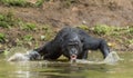 Bonobo drinking water. The chimpanzee Bonobo in the water. The bonobo ( Pan paniscus) Royalty Free Stock Photo