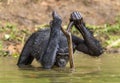 Bonobo drinking water. The chimpanzee Bonobo in the water. The bonobo ( Pan paniscus)