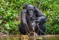 Bonobo drinking water from the pond. Royalty Free Stock Photo