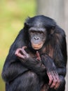 Bonobo female