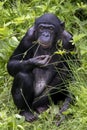 A Bonobo in hig green grass Royalty Free Stock Photo