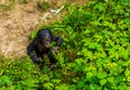 Bonobo infant walking through some plants, human ape, pygmy chimpanzee child, Endangered primate specie from Africa