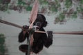 Bonobo learning how to climb