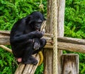 Bonobo looking at its hand in closeup, human ape, pygmy chimpanzee, Endangered animal specie from Africa