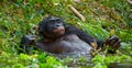 Bonobo lying in the water. Democratic Republic of Congo. Lola Ya BONOBO National Park.