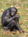 Bonobo male Royalty Free Stock Photo