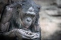 a bonobo monkey looking at its hands and fingers