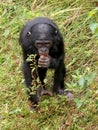 Bonobo monkey Royalty Free Stock Photo