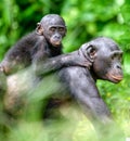 Bonobo in natural habitat. Close up Portrait of Bonobo Cub on the mother`s back Royalty Free Stock Photo