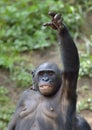 Bonobo ( Pan paniscus) hand up Royalty Free Stock Photo