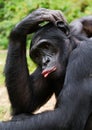 Bonobo ( Pan paniscus) portrait.