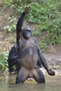 Bonobo ( Pan paniscus) standing on her legs with a cub on a back and hand up Royalty Free Stock Photo