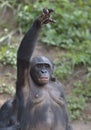 Bonobo ( Pan paniscus) standing on her legs with a cub on a back and hand up Royalty Free Stock Photo