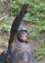 Bonobo ( Pan paniscus) standing on her legs with a cub on a back and hand up Royalty Free Stock Photo