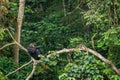 Bonobo (Pan Paniscus) on a tree branch. Royalty Free Stock Photo