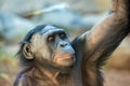 Bonobo portrait female ape close up