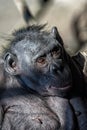 Bonobo portrait female ape close up