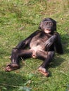 Bonobo Royalty Free Stock Photo