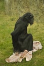 Bonobo,  pygmy chimpanzee, gracile chimpanze Pan paniscus. Royalty Free Stock Photo