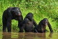 Bonobo sits at the pond. Democratic Republic of Congo. Lola Ya BONOBO National Park. Royalty Free Stock Photo