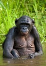 Bonobo sits at the pond. Democratic Republic of Congo. Lola Ya BONOBO National Park. Royalty Free Stock Photo