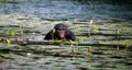 Bonobo sits at the pond. Democratic Republic of Congo. Lola Ya BONOBO National Park. Royalty Free Stock Photo