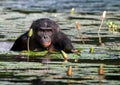 Bonobo sits at the pond. Democratic Republic of Congo. Lola Ya BONOBO National Park. Royalty Free Stock Photo